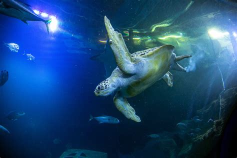 About the National Marine Aquarium | The UK's Largest Aquarium