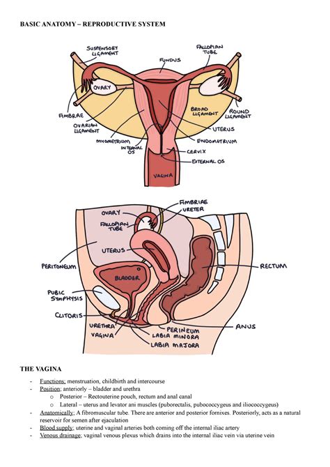 basic anatomy summary notes basic anatomy reproductive system