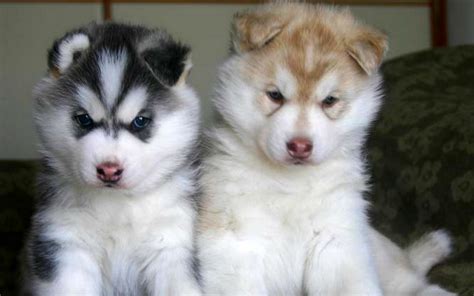 Puppy Cute: Siberian Husky Puppy