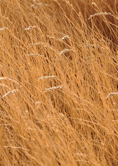 Western Wheatgrass | Native American Seed