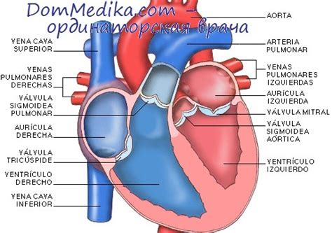 Физическая нагрузка при митральном стенозе. Дыхание при стенозе ...