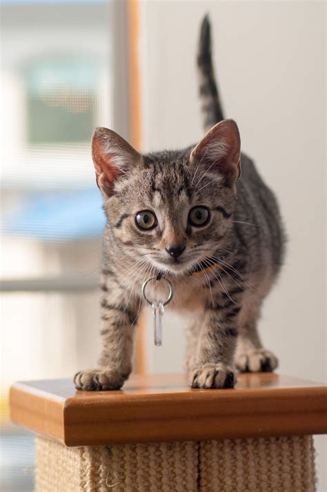 How To Tame A 2 Month Old Kitten at Angelica Lewis blog