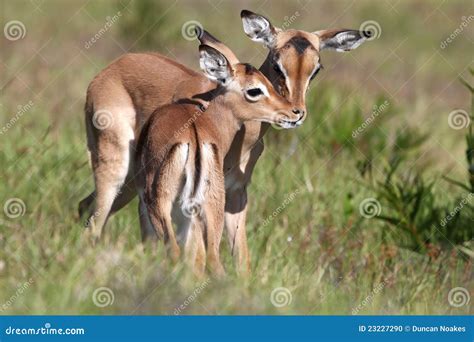 Baby Impala Antelope Kiss stock photo. Image of beauty - 23227290