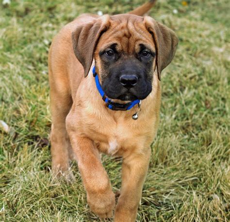 English Mastiff – Puppies from PA