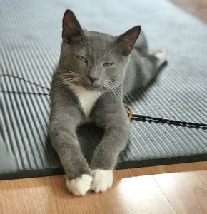 Meet Beluga, An Adorable Paraplegic Kitten Who Is Loving Life With His ...