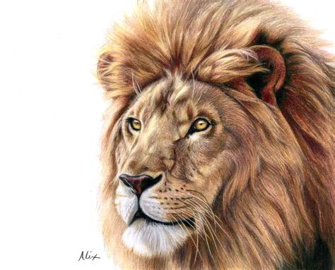 Lion Colored Pencil Drawing