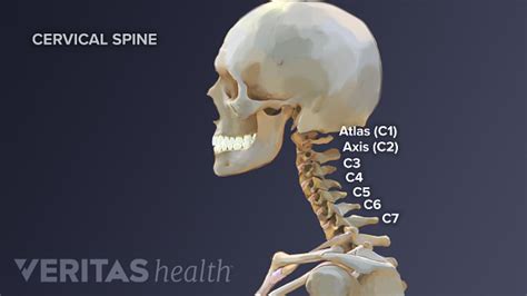 The C1-C2 Vertebrae and Spinal Segment