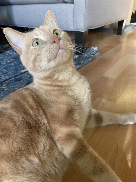 243 best Sculpin images on Pholder | Beerporn, Flytying and Fishing