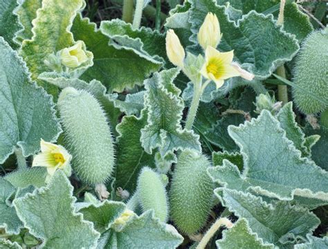 How to Replace a Propane Grill Regulator