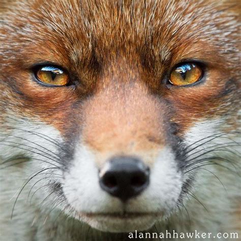 Fox Red Eye Larysa