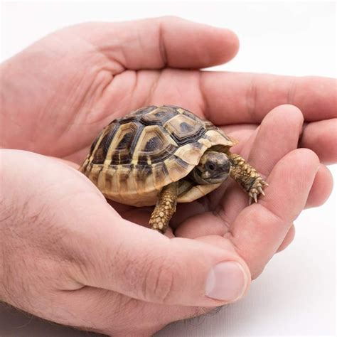 Hermann's Tortoise for sale - Luxury Pet Source | Baby tortoise for sale