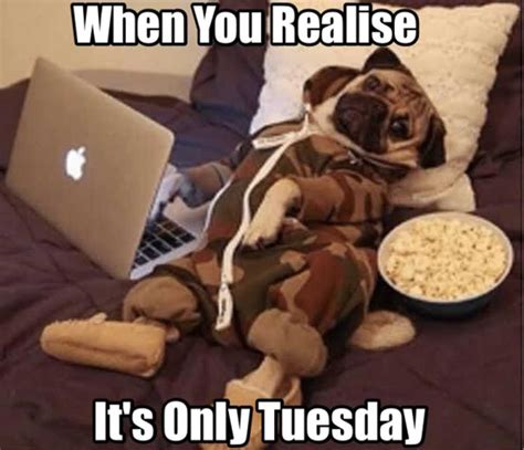 120 Funny Tuesday Memes To Make Your Loved Ones Laugh