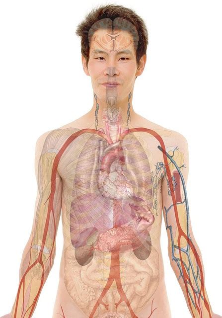 human anatomy anatomy images pixabay