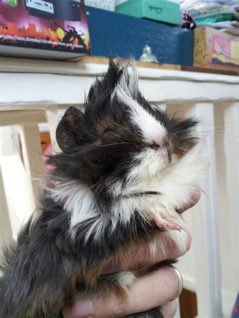 Pin on It's So Fluffy!