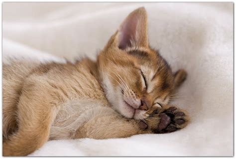 kittens  adoption  florence alabama  kittens  adoption