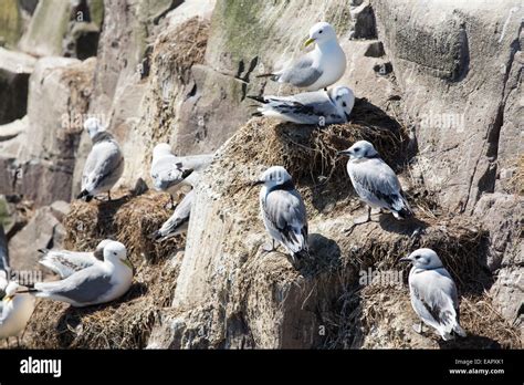 kittiwake rissa tridactyla nesting   farne islands