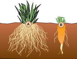 taproot wikipedia