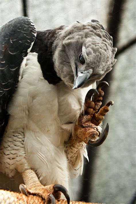 Harpy Eagle, an Animal Photo by JK Travel Photos | Birds of prey, Pet ...