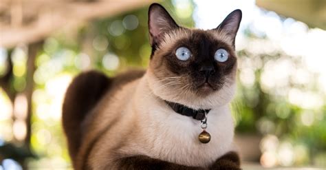 Gatto Siamese: Caratteristiche e particolarità