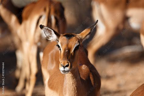 impala stock photo adobe stock