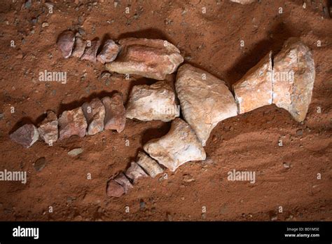 Dinosaur's remains found in the Gobi Desert, Mongolia Stock Photo - Alamy