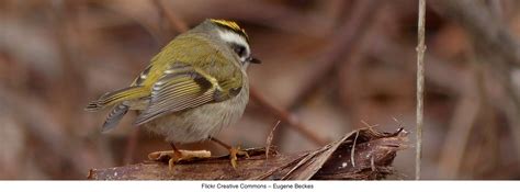 Winter Species - Golden-Crowned Kinglet - Hamilton College