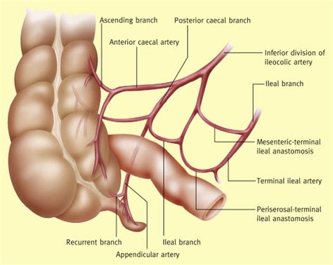 appendix anatomy appendix location xvyp