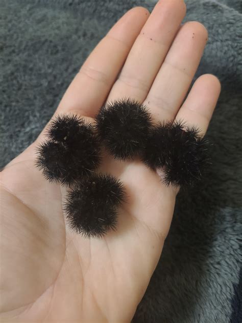 Here's one of the giant leopard moths (Hypercombe scribonia) I raised