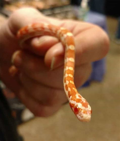 Albino (Amelanistic) Corn Snake Pictures - AZ Animals