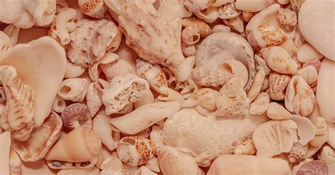 close    bunch  shells photo peach fuzz image  unsplash