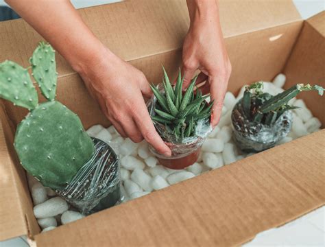 7 Best Places To Buy Houseplants Online