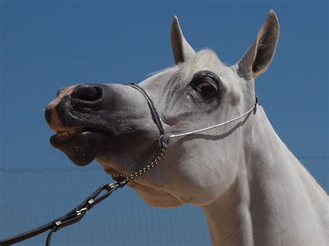 Menton Daily Photo: The Arabian Horse Show - Farewell