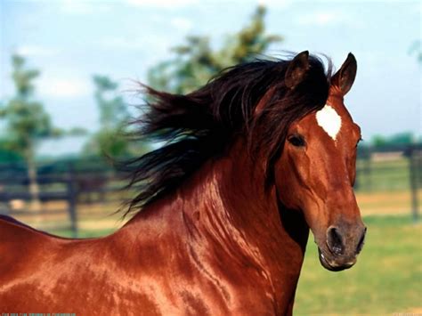 websites  horse owners     park insurance