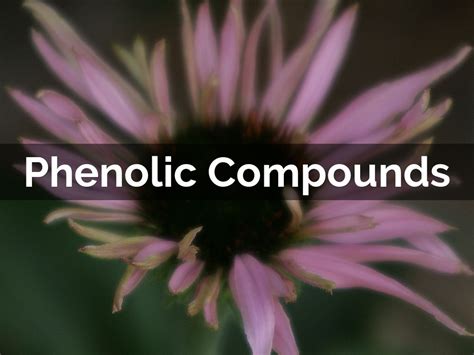 Phenolic Compounds by Christopher Gene Calibo