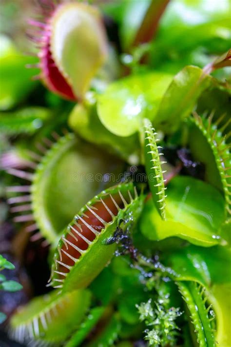 Carnivorous Predatory Plant Venus Flytrap - Dionaea Muscipula Stock ...