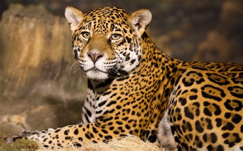 10 Kenya Animals That Are More Than Famous