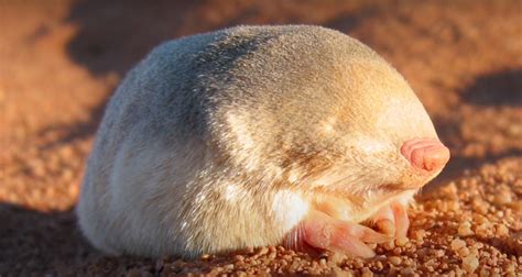 Elusive De Winton's Golden Mole Rediscovered in South Africa After 90 ...