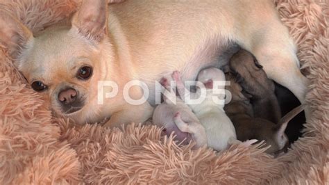 How Do You Feed A Newborn Chihuahua Puppy