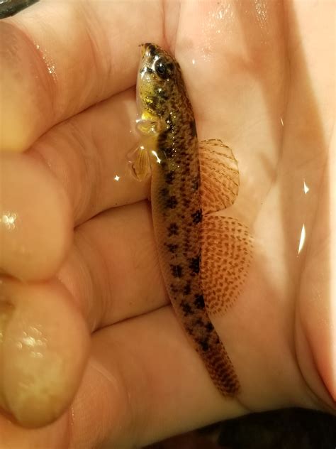 Maryland Biodiversity - View Thumbnails - Tessellated Darter