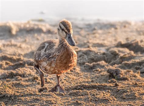 duckling fresh out of the water – Stan Schaap PHOTOGRAPHY