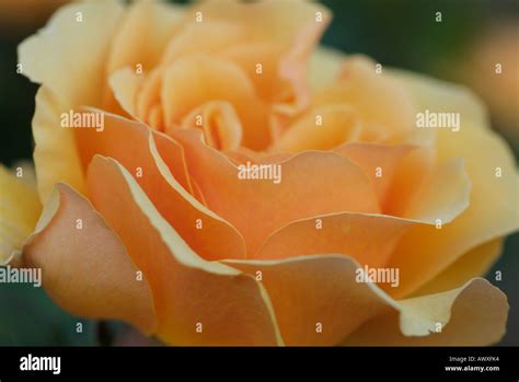 Rosa AMBER QUEEN Stock Photo - Alamy