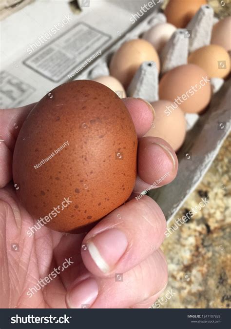 Black Copper Maran Eggs: Over 43 Royalty-Free Licensable Stock Photos ...