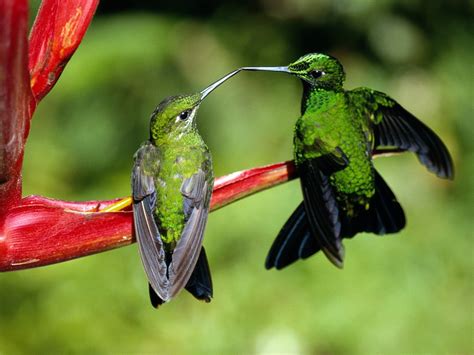 Hummingbirds - Hummingbirds Wallpaper (40487443) - Fanpop