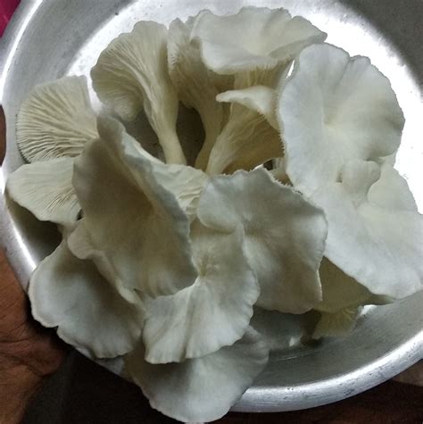 SIKHA Mushrooms - SIKHA Mushrooms added a new photo.