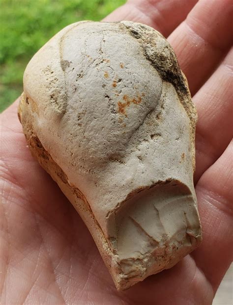fossilized bone rwhatsthisrock