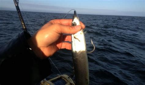 Simple Way To Rig Ballyhoo For Trolling - My Fishing Cape Cod