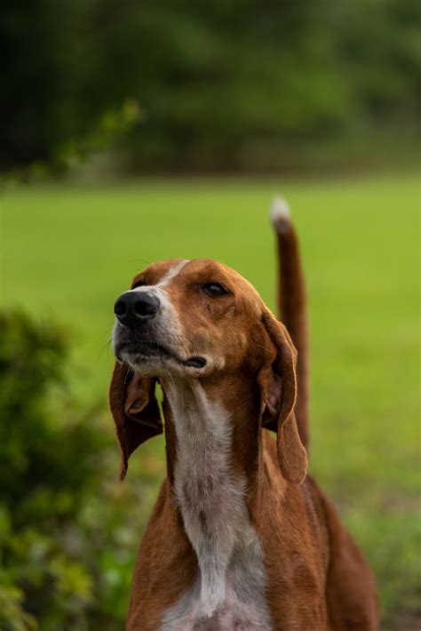 Hound, Hunting Dog, Show Dog, & Pet Photography Portfolio - South ...