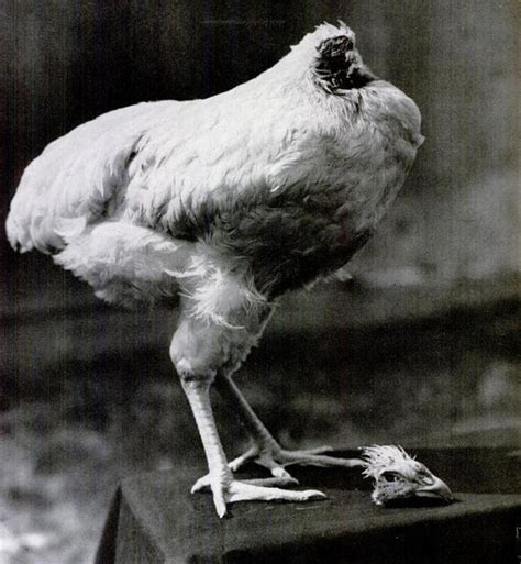 Mike the Headless Chicken - Lived 18 months without a head!