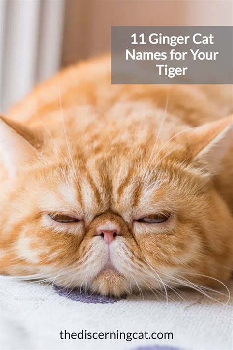 Ginger Cat Names Disney at Alica Martel blog