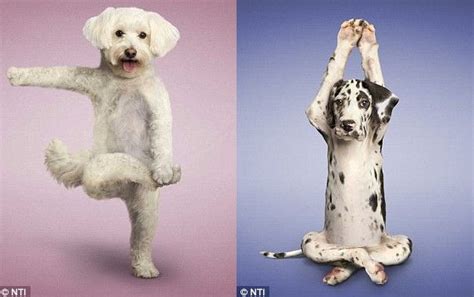 Funny Dogs Pics by dogismyfriend | 80 Humor ideas to discover on ...